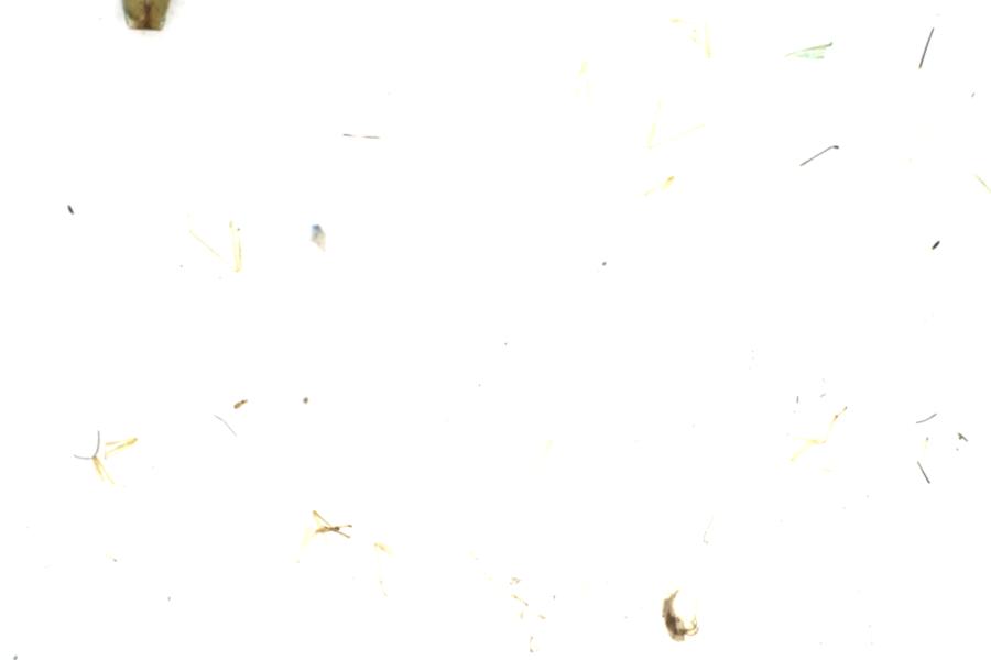 Image 75